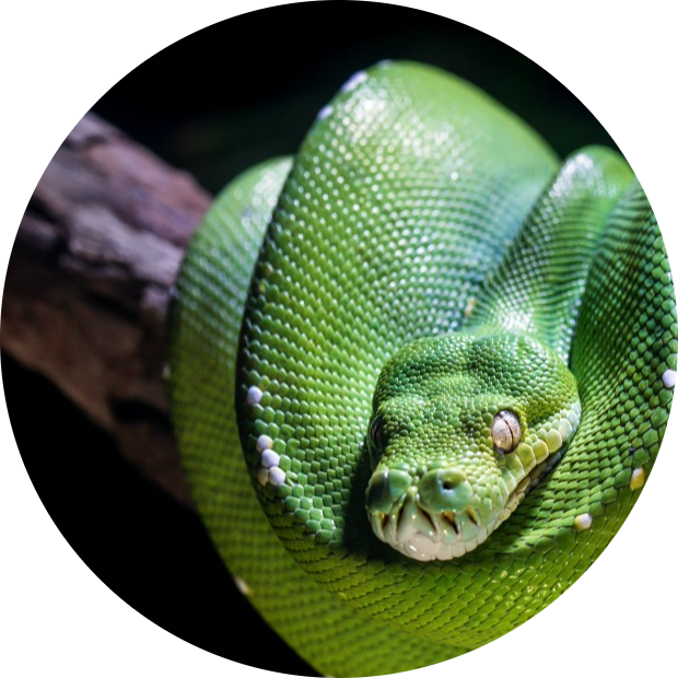 green tree python